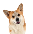 profil-corzh