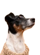 profil-dzek