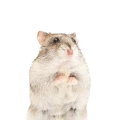 profil-hamster