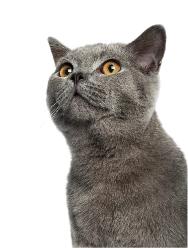 choose-cat